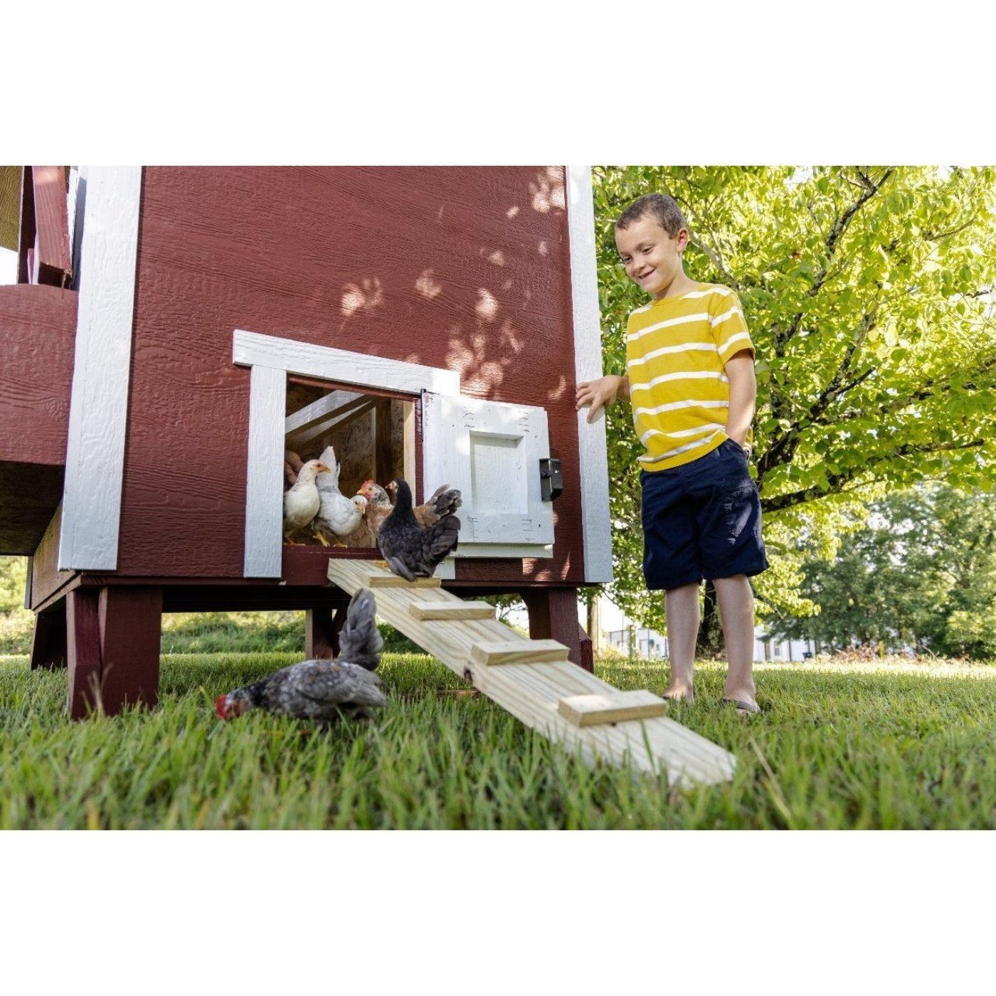 EZ Coop Large Chicken Coop - Up to 15 Chickens - 44OEZCKP - Backyard Provider