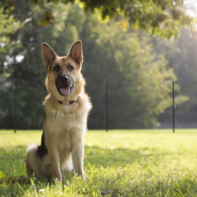 Freestanding DIY Dog Fence System